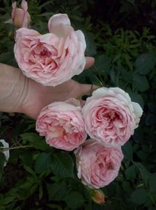 Abraham Darby