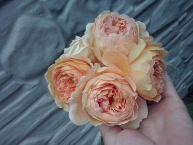 Crown Princess Margareta