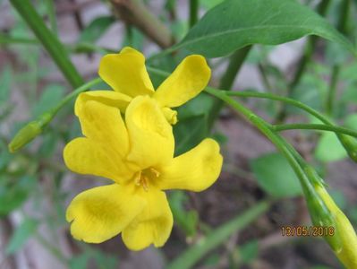 jasmin Humile