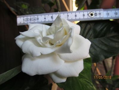 Gardenia cu floare mare