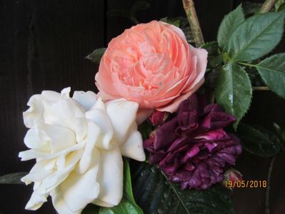 Floare comparabila cu marimea unei rose.