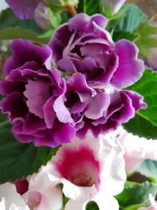27.05; Gloxinia
