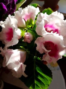 27.05; Gloxinia
