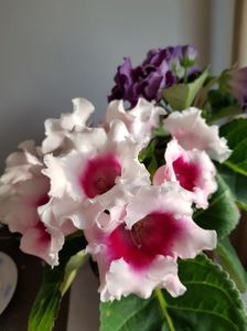 27.05; Gloxinia
