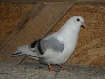 pierdut