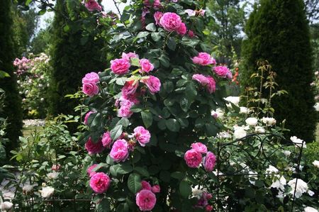 Gertrude Jekyll