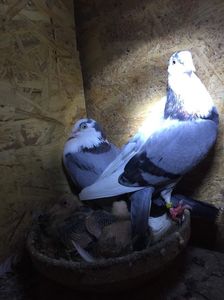 Pierdutu&inchisa; Pierdutu&amp;inchisa
