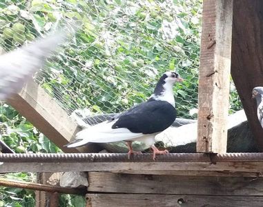 Pui de anul acesta fara inel din mama alba si tata baltat pe negru