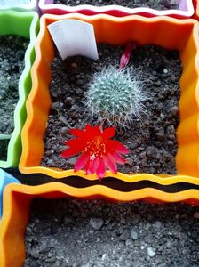 Rebutia Senilis var Kesselringian