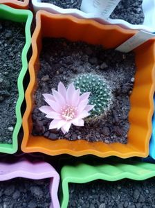 Rebutia Senilis