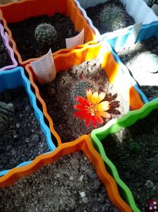 Rebutia Senilis var Kesselringian