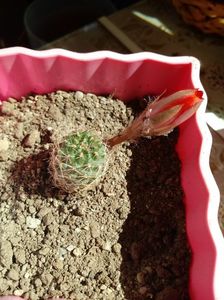 Rebutia Marsoneri Krainziana