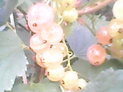 Coacaz roze Detvan,26.05.2018