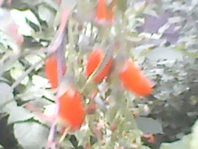 Goji Big Lifeberry,26.05.2018