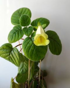 Sinningia Conspicua