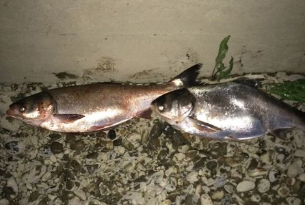 Novac 6 kg buc