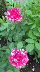 Pink Intuition; Pink Intuition
