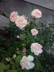 Bremer Stadtmusikanten