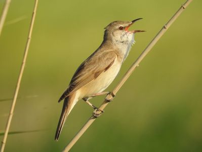 Lăcar mare (Acrocephalus arundinaceus)