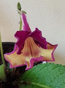thumbnail (54)