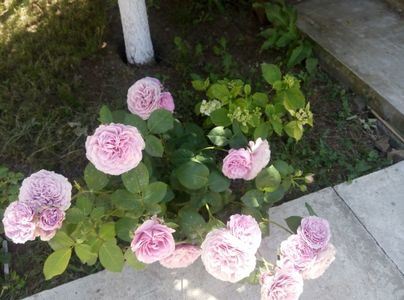 2018-29 mai
