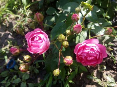 Renuncule