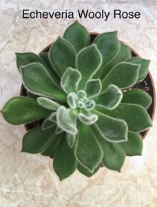 ECHEVERIA 1; Echeveria 'Doris Taylor' - Woolly Roseeste o planta suculenta, originara din Mexic cu rozeta compacta si lipsita de tulpina. Escheveria face parte din familia Crassulacee
