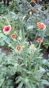 IMG-20180524-WA0022