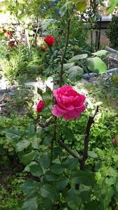 IMG-20180528-WA0017