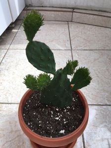 Opuntia Ficus Indica 2