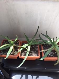 ALOE VERA