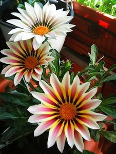 oie_1817123ov7279E5