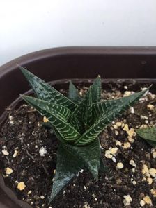 Haworthia Limifolia 