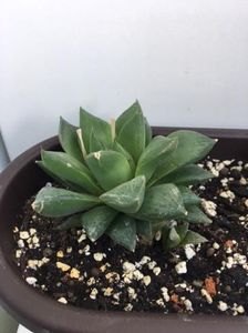 Haworthia cymbiformis