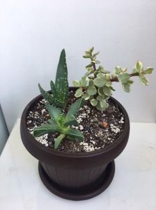 Portulacaria Variegata , Fucharia Tigrina,Aloe  