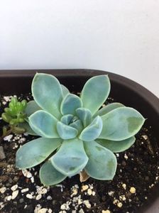 Echeveria albicans