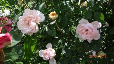 Generouse Gardener