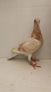vandut