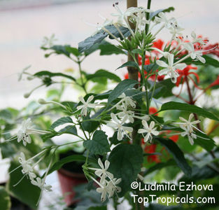 Clerodendrum calamitosum