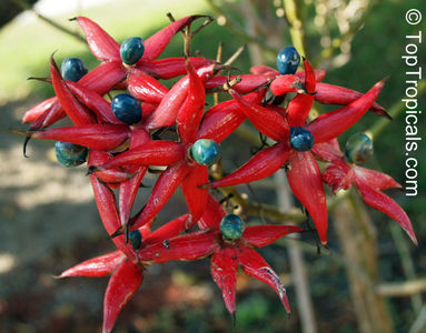 Clerodendrum minahassae