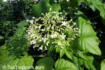 Clerodendrum paniculatum Alba