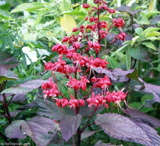 Clerodendrum paniculatum red