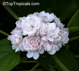 Clerodendrum philippinum