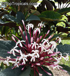 Clerodendrum quadriloculare