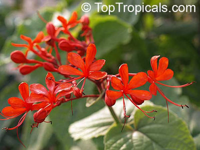 Clerodendrum speciosissimum