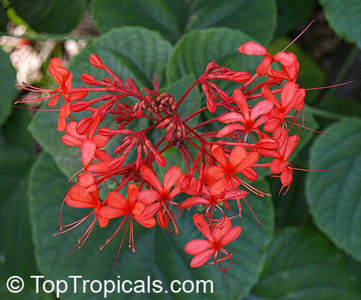 Clerodendrum speciosissimum1