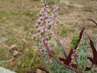 Ledebouria socialis