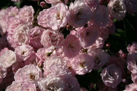 Heavenly Pink