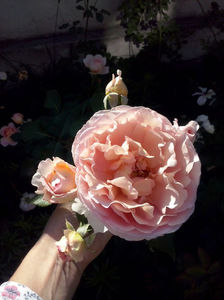 Abraham Darby