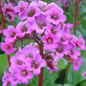 bergenia